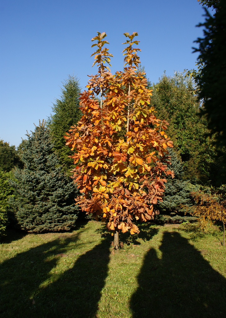 Kecskemét Arborétum 2010 tölgyfa őszi napsütésben