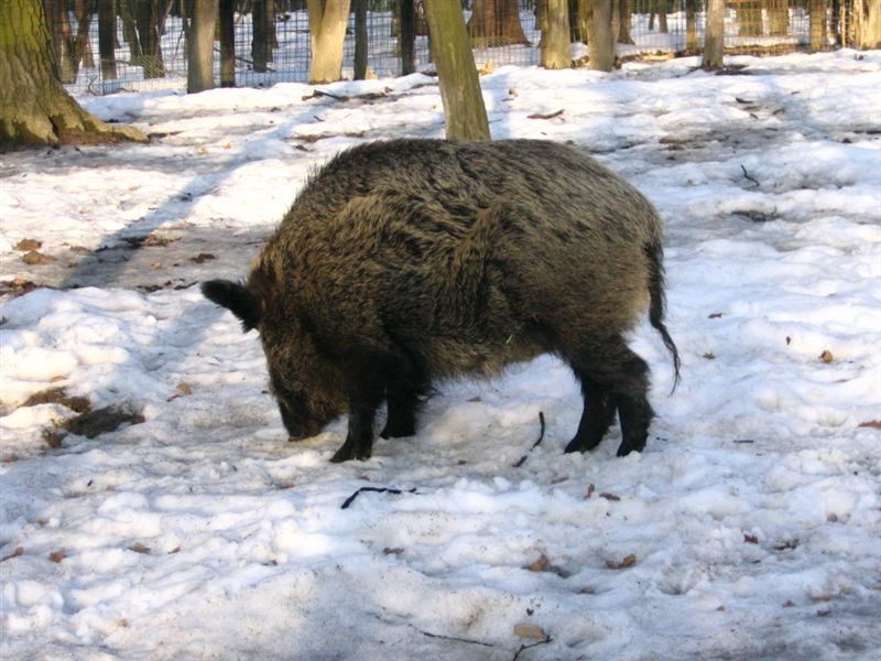 079.Vaddisznó