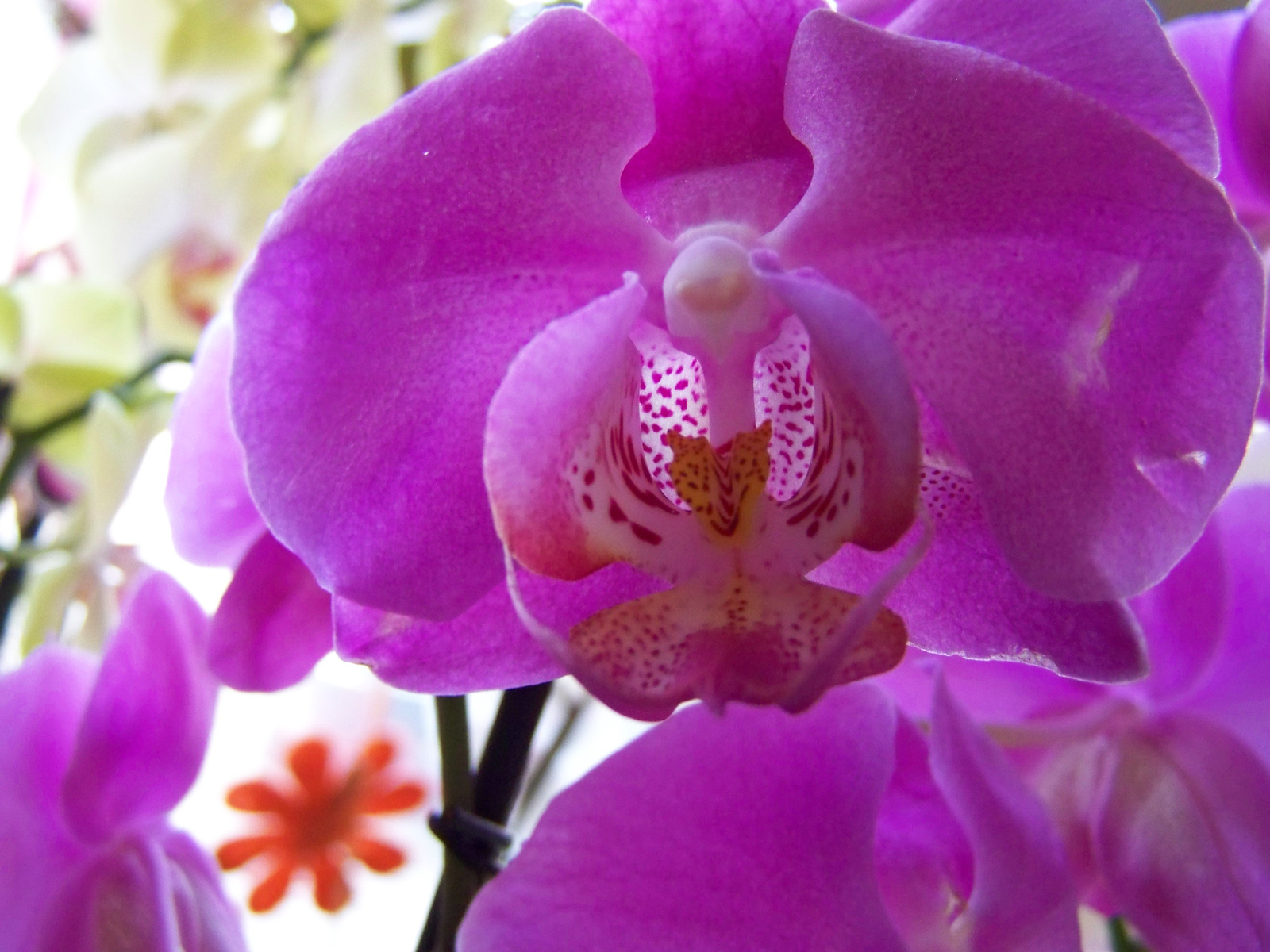 orchidea 0370