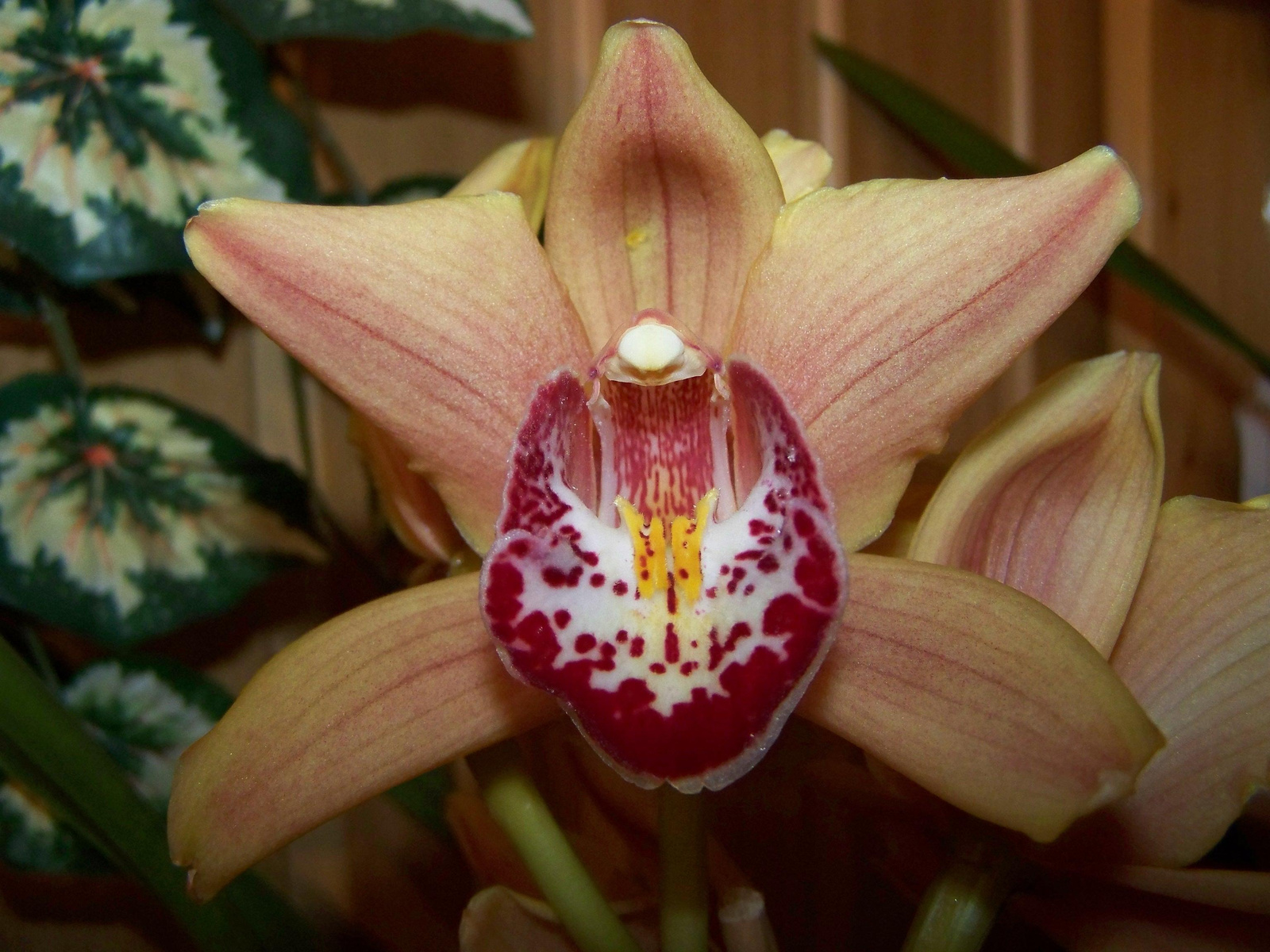 orchidea 449