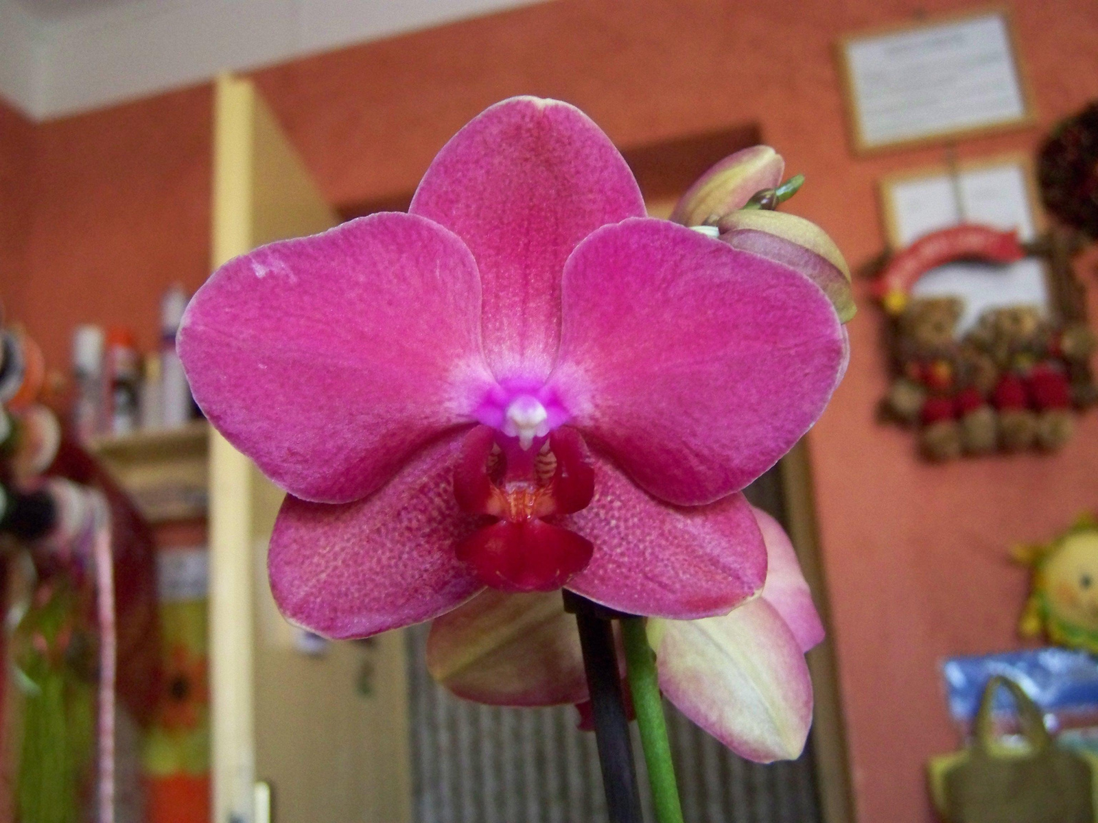 orchidea 0378