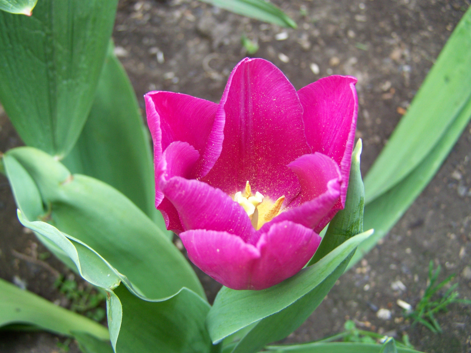 tulipán 1826