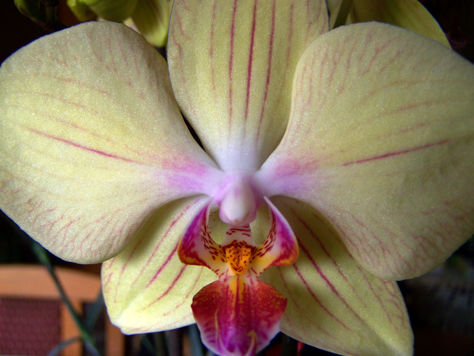 Orchidea 4806