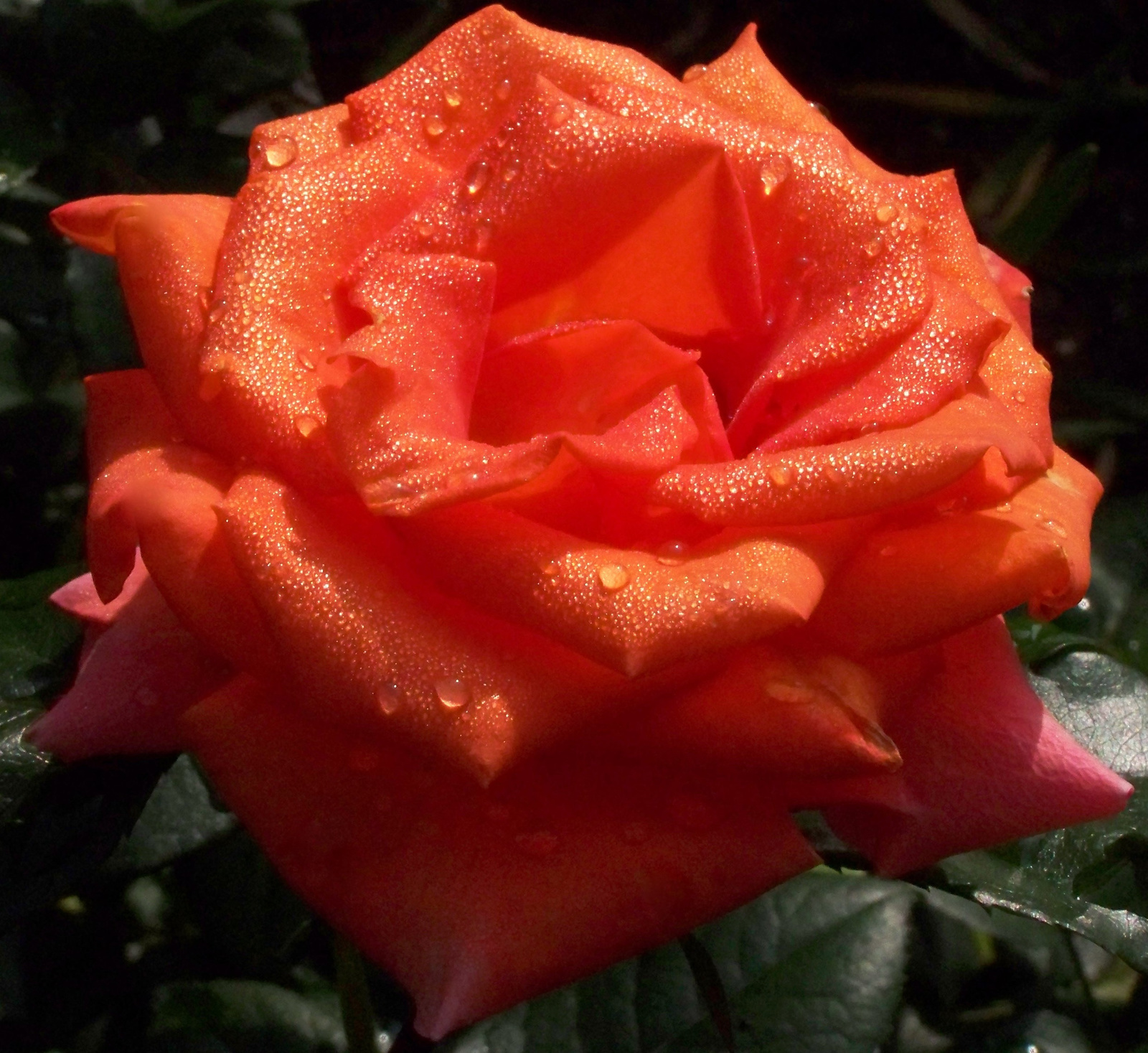 Harmatos rózsa 5607