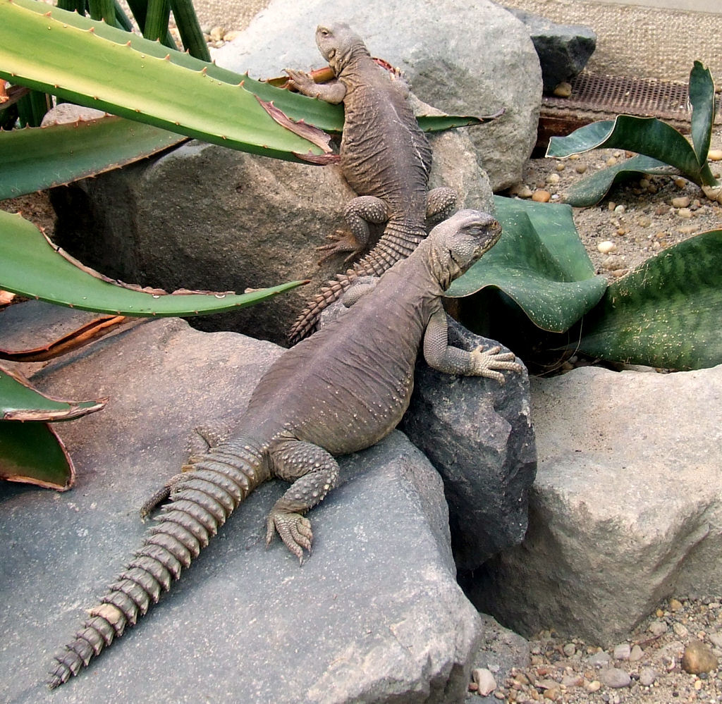 Uromastyx aegypticus