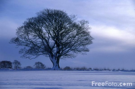 15 19 6---Tree--Winters-Morning--Northumberland web