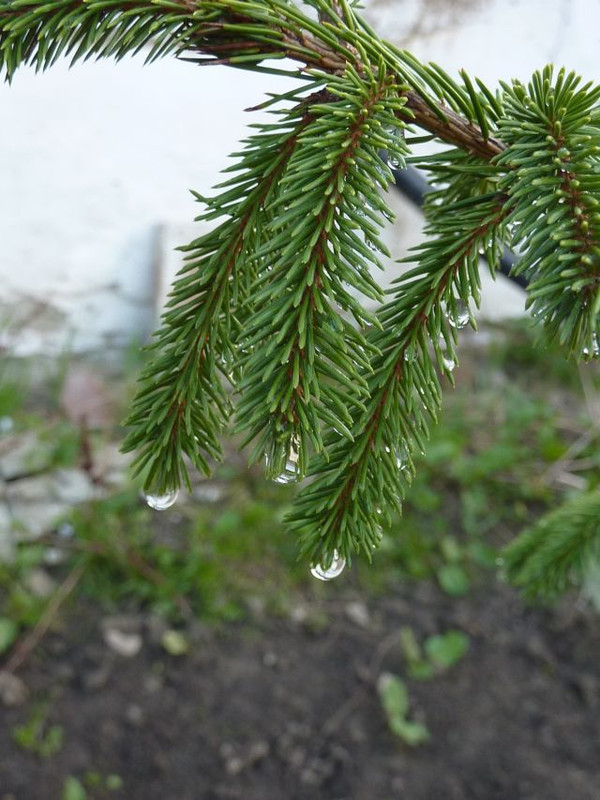 Vízcseppek a fenyőn