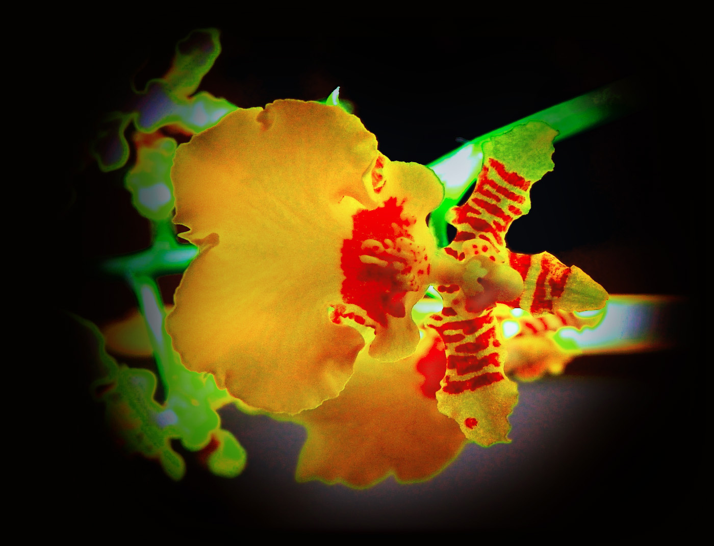 orchideabohócka