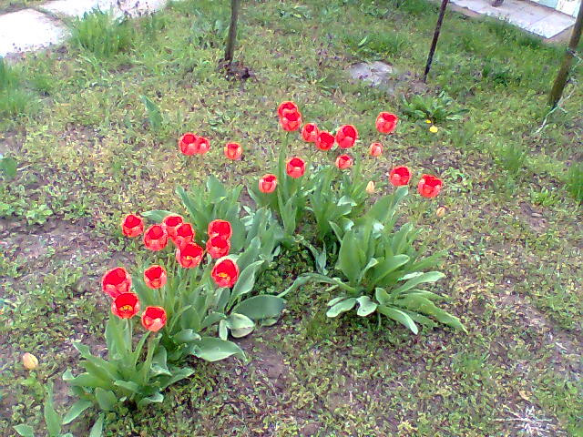 Tulipánok