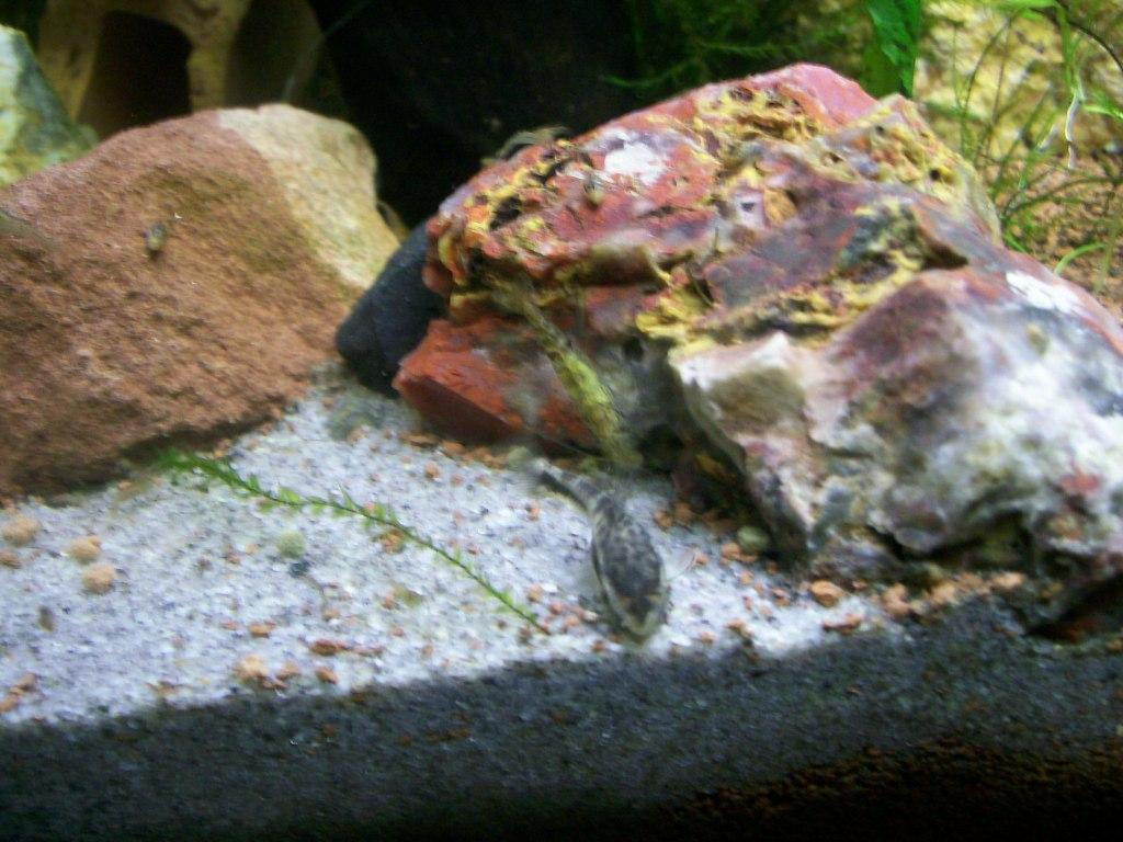 akvarium garnelas 2011.02.23 023