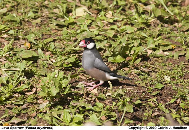 Java Sparrow