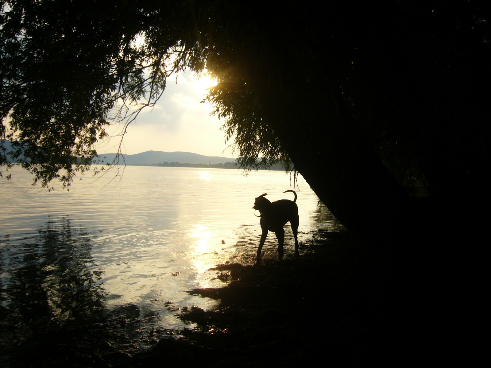 Egy vizsla sziluett