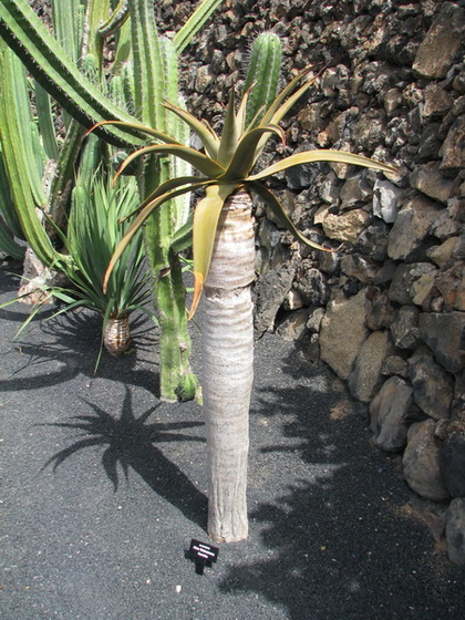 Jardín de Cactus[041] resize