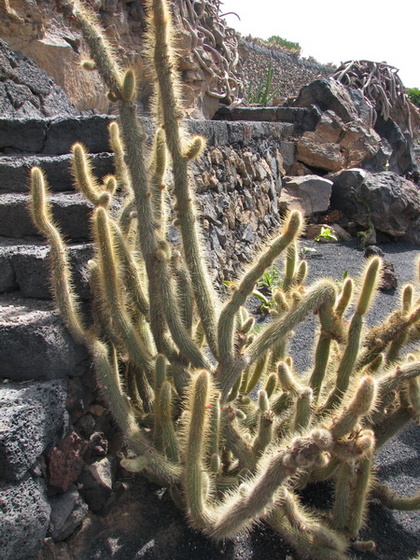 Jardín de Cactus[081] resize