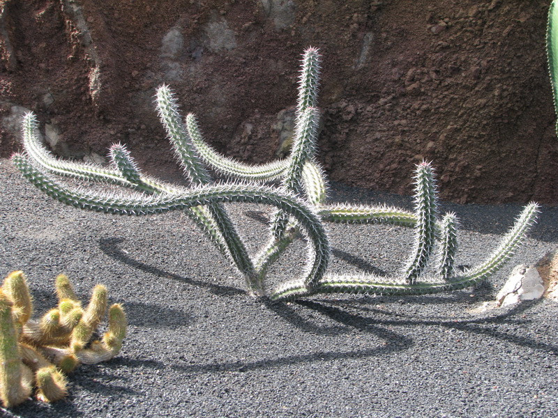 Jardín de Cactus[196] resize