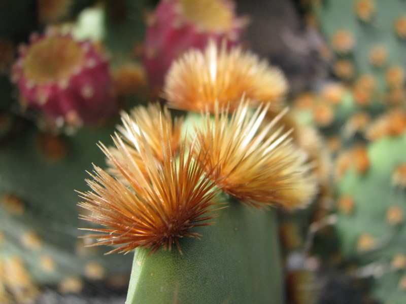 Jardín de Cactus[244] resize