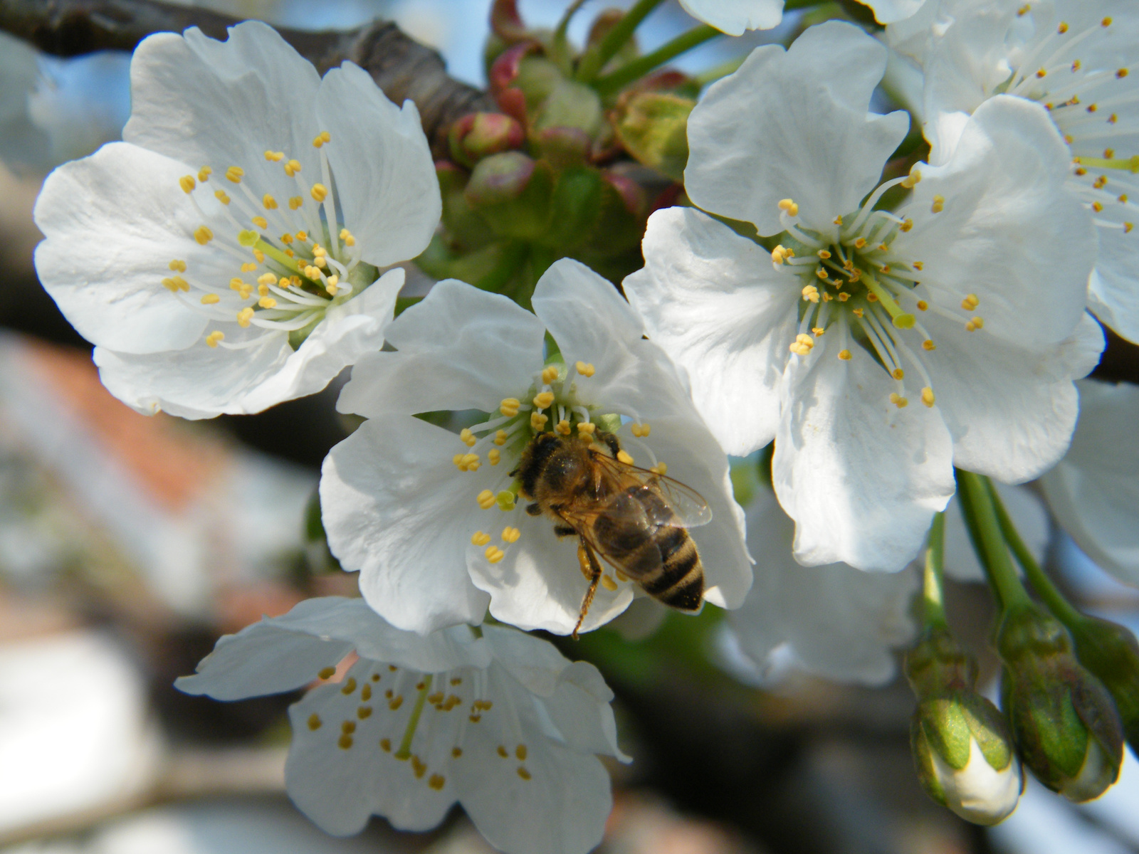 Pollen gyűjtés