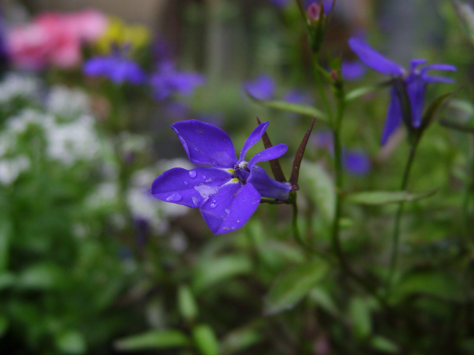 Lobélia (Lobelia erinus)