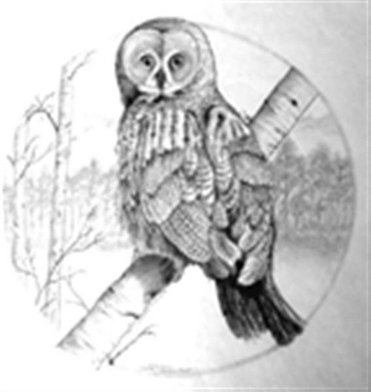 GrayOwl-tn (Medium)