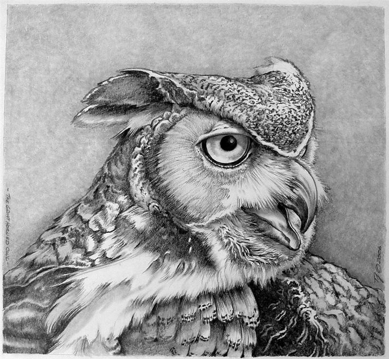 GreatHornedOwl1 copy (Medium)