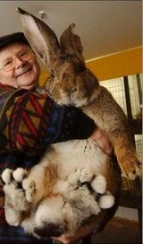 gigant rabbit