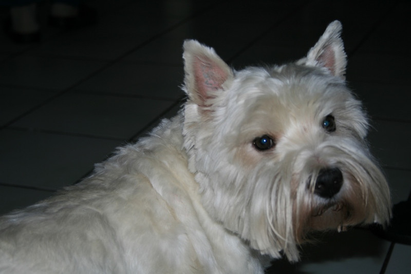 Westie