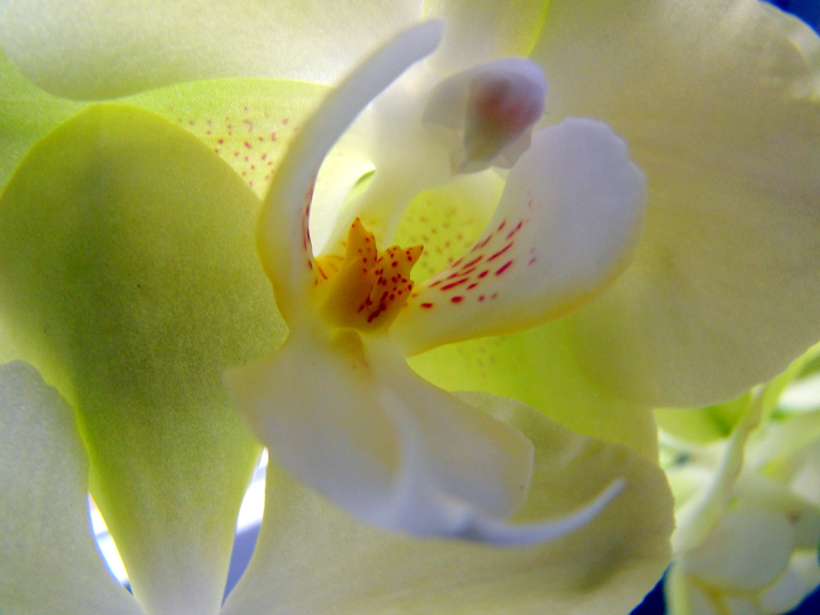 Orchidea6