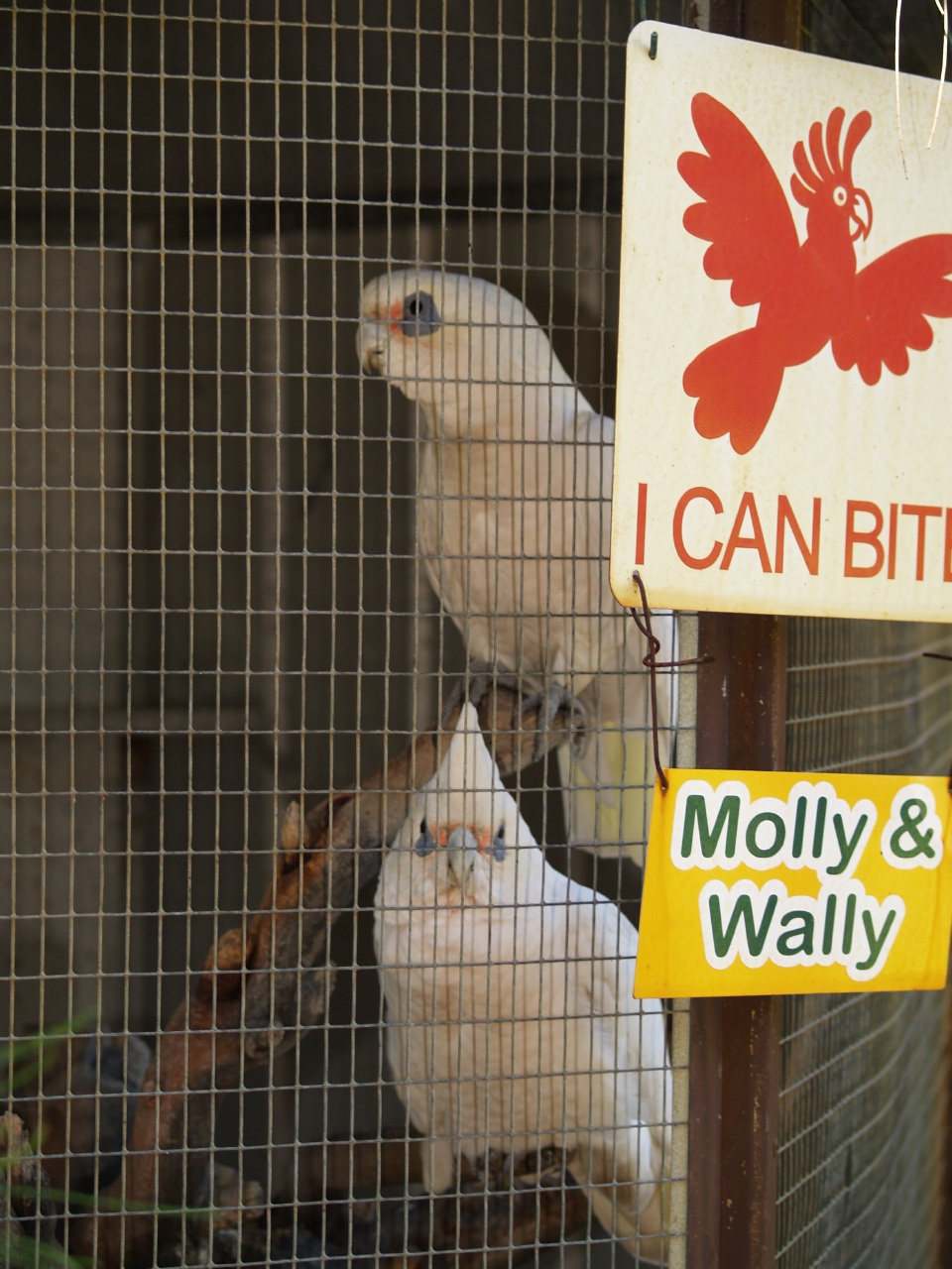 Caversham Wildlife Park Papagáj