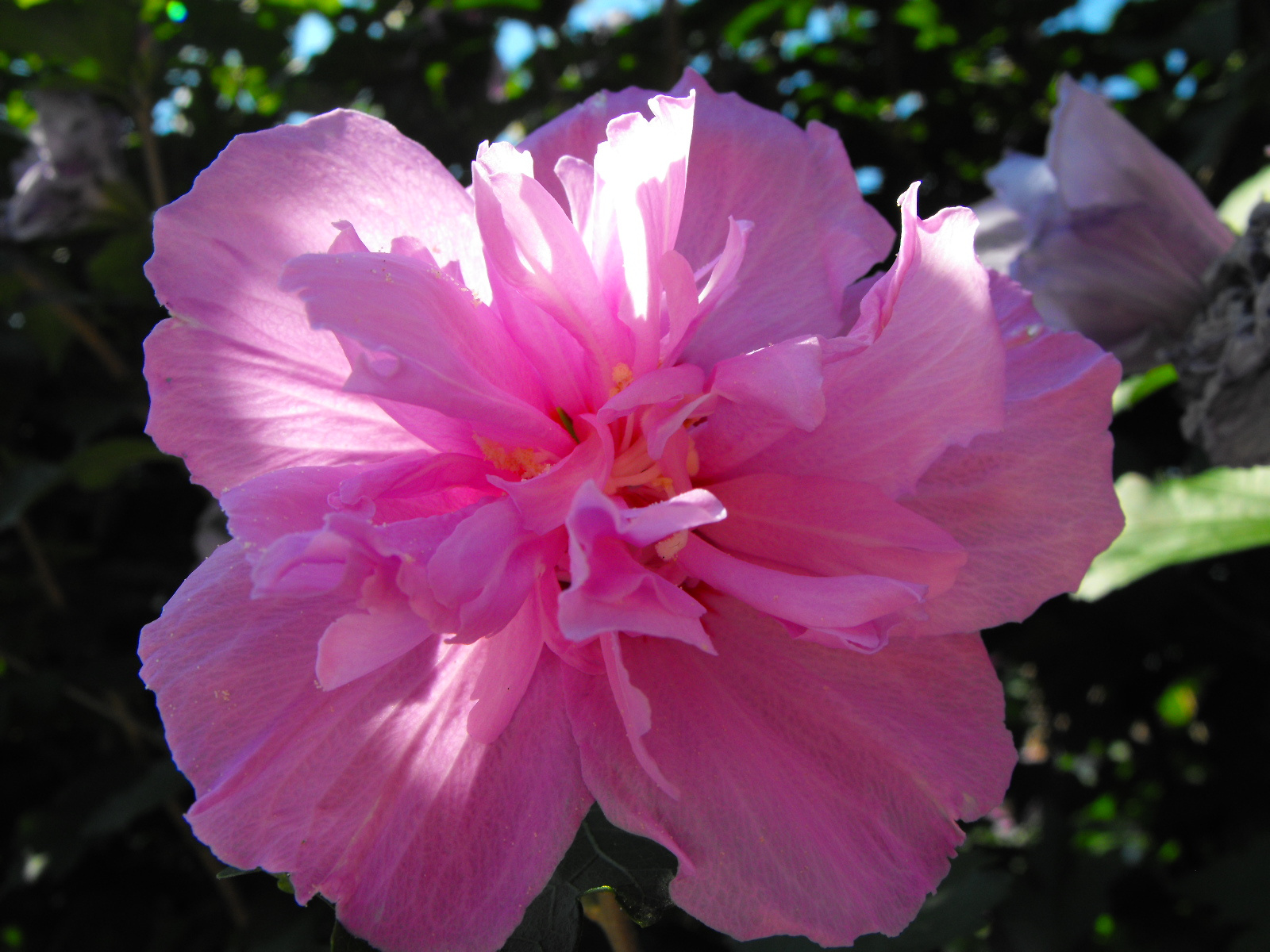 Rózsaszín hibiszkusz.