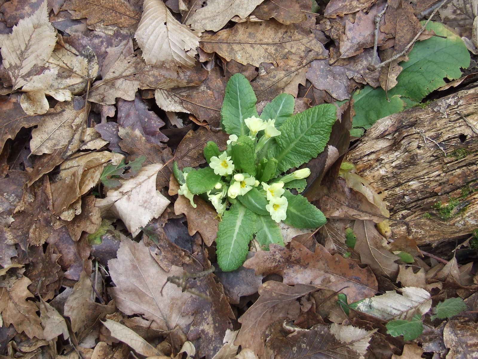 Hosszúhetény-Somogy 2011 01 22 019