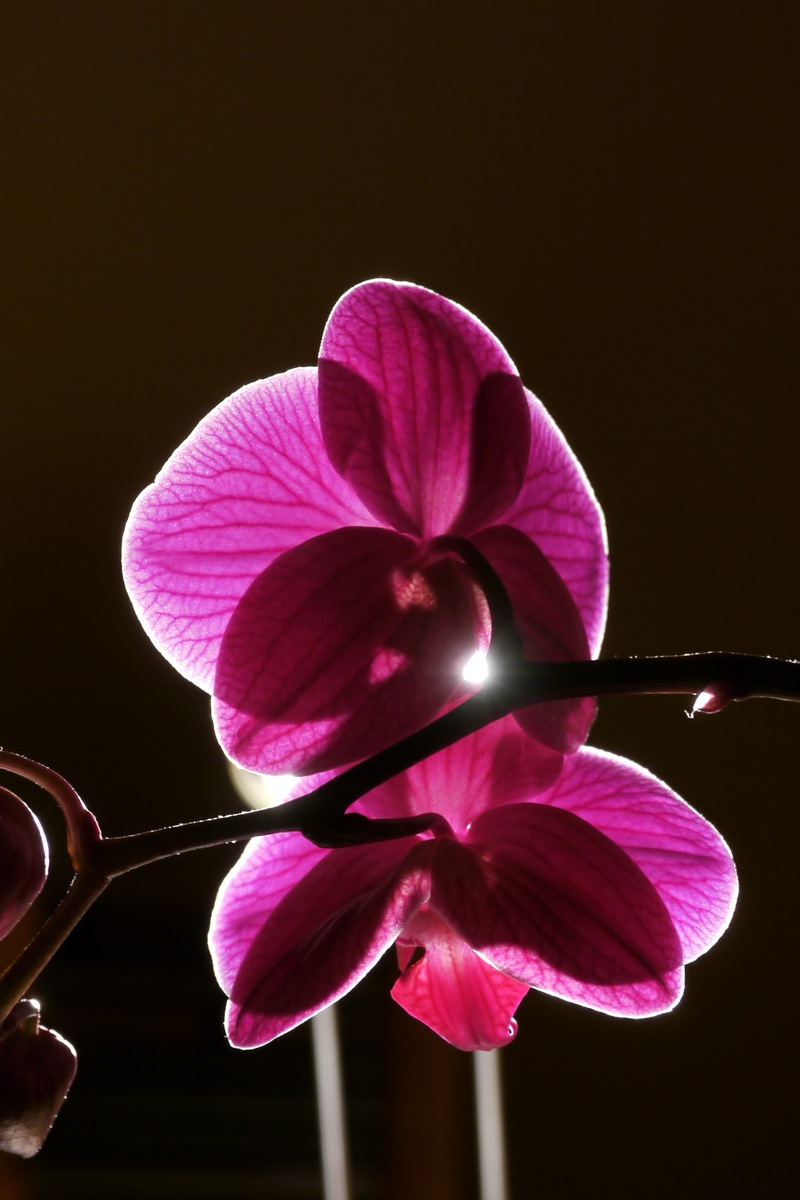 Orchidea ellenfényben