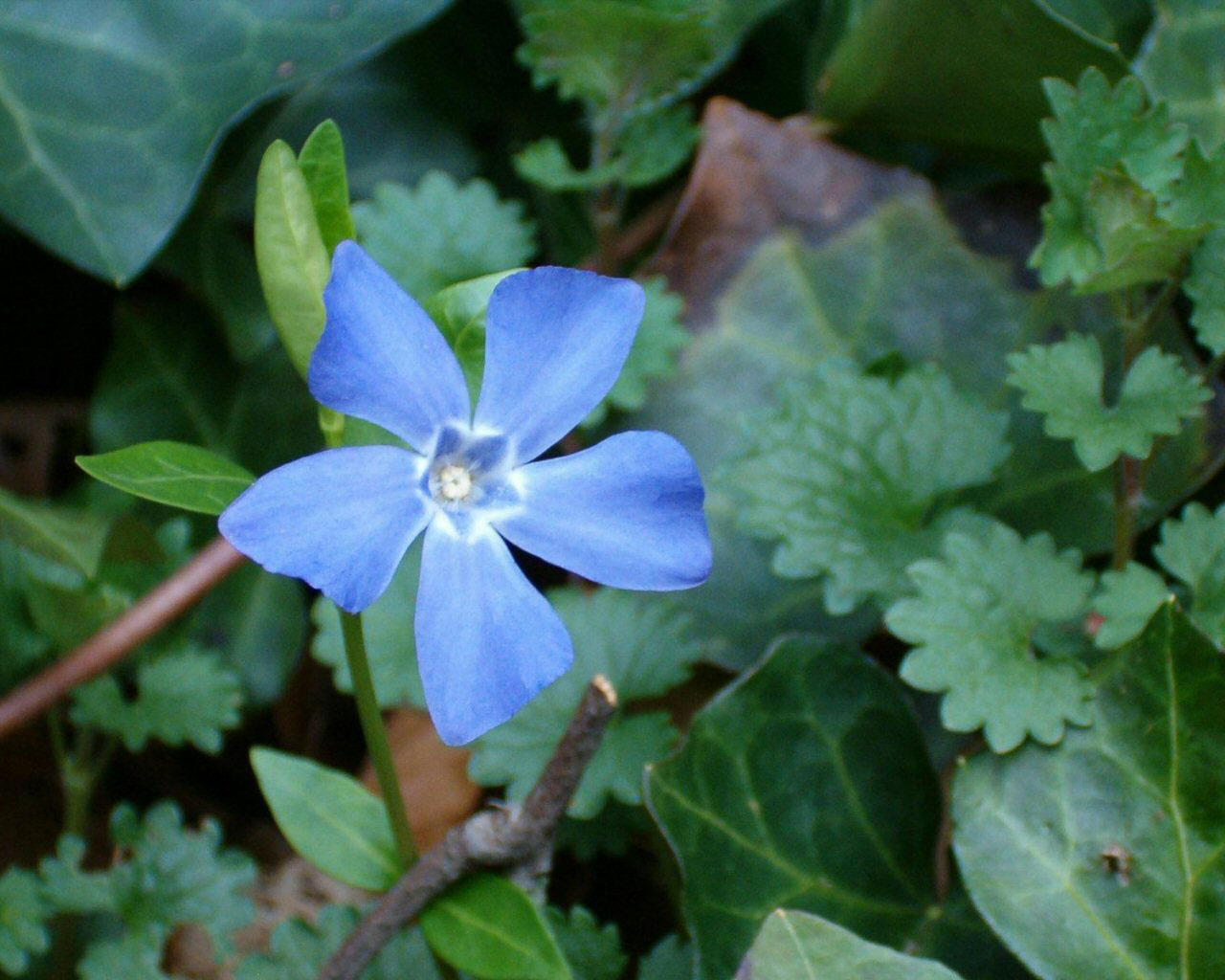 Blue Flower