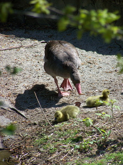 bp állatkert 090425 31 resize