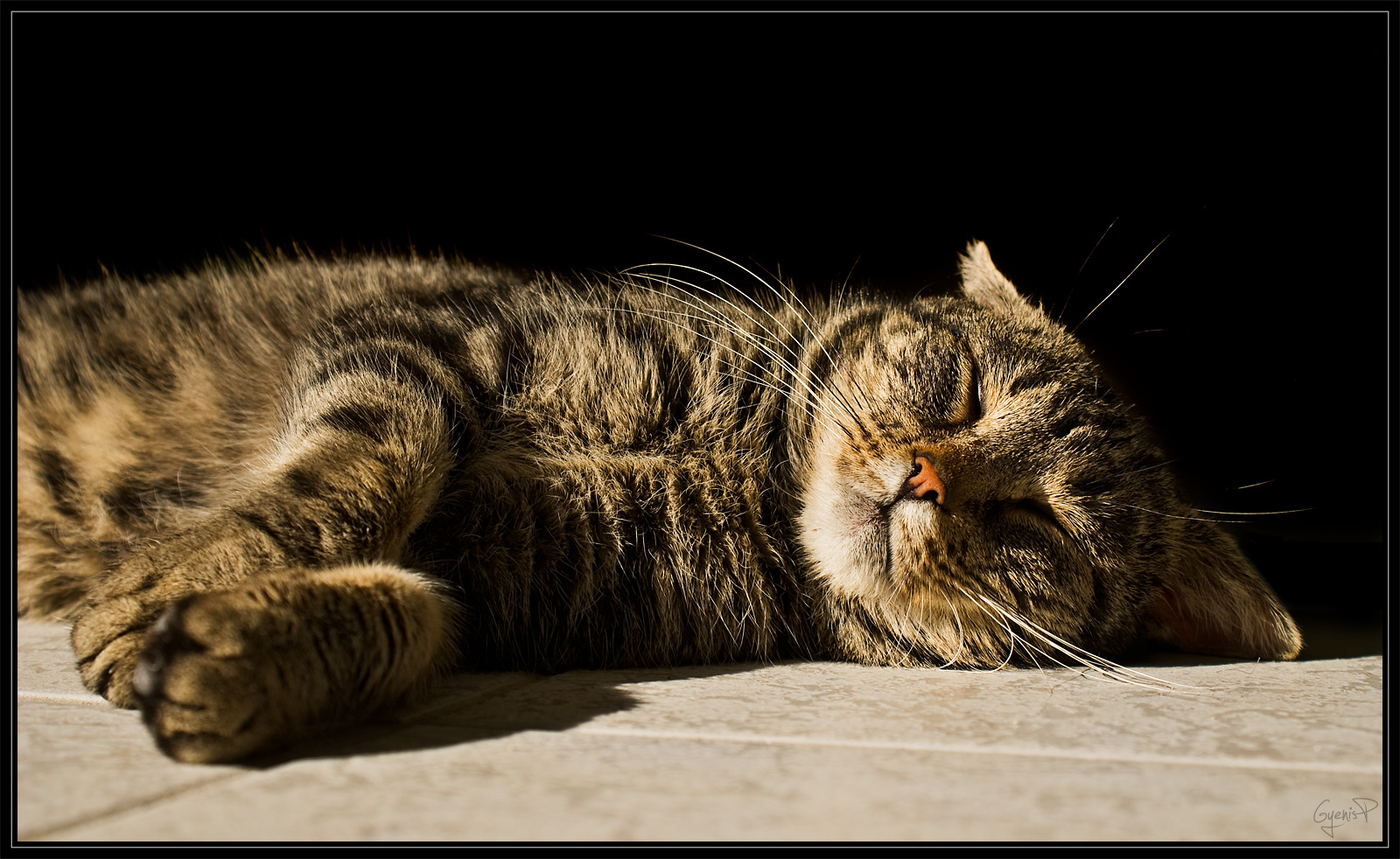ZzZzZz - avagy, miről álmodik egy cica napozás közben?