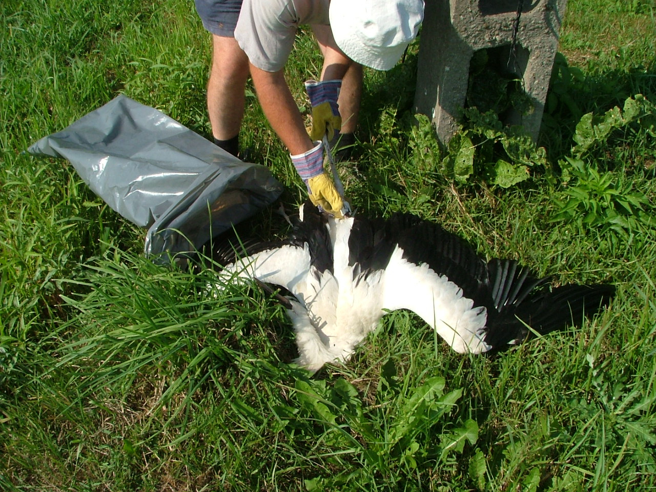 2011.07.19. gólya tetem 002