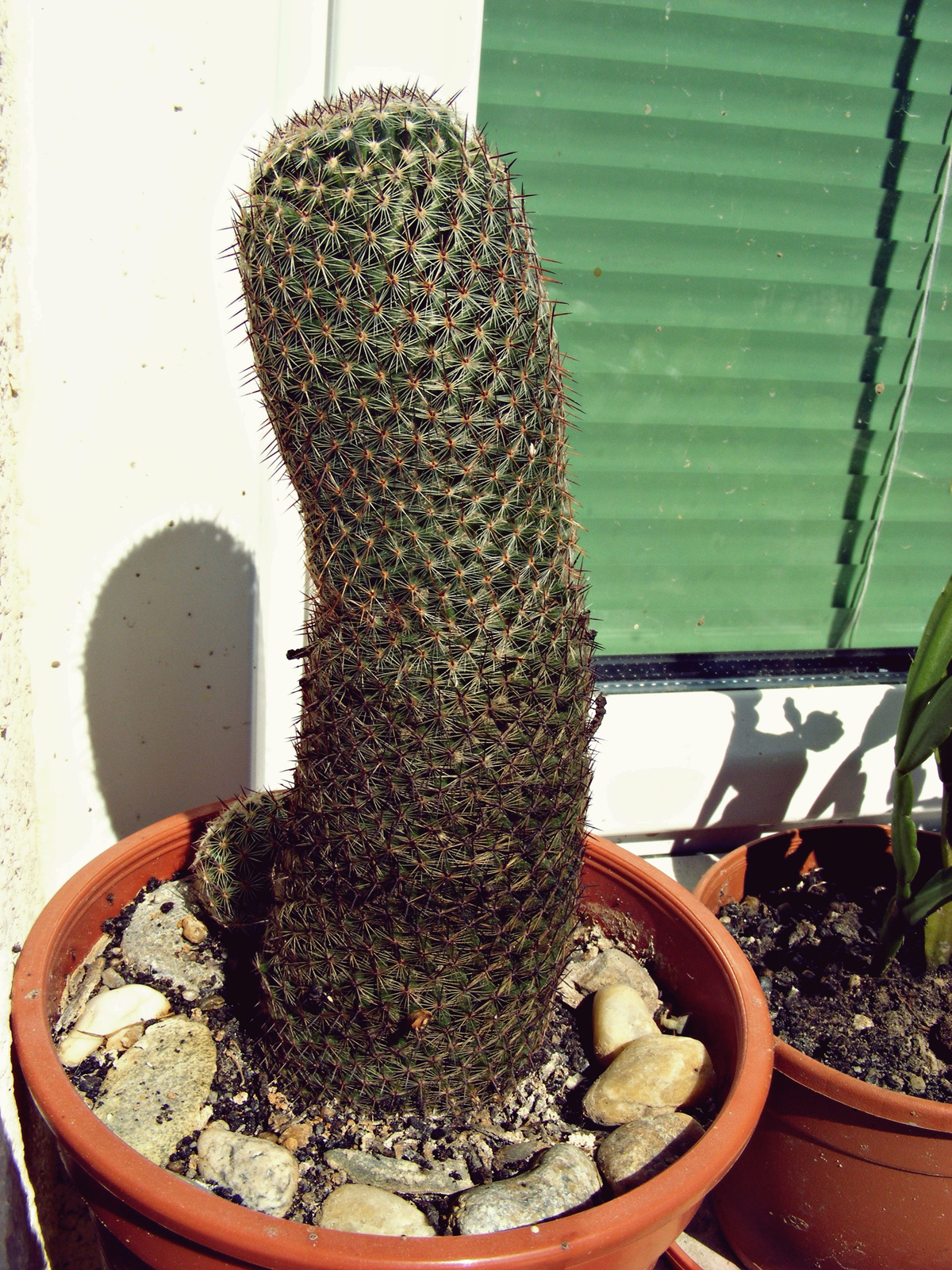Zsoltika kaktusza