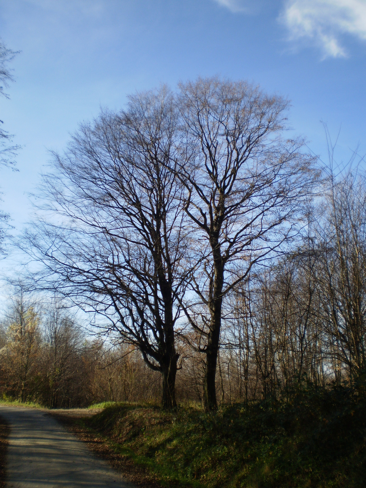 20101113 Orfűi sárkányok 078