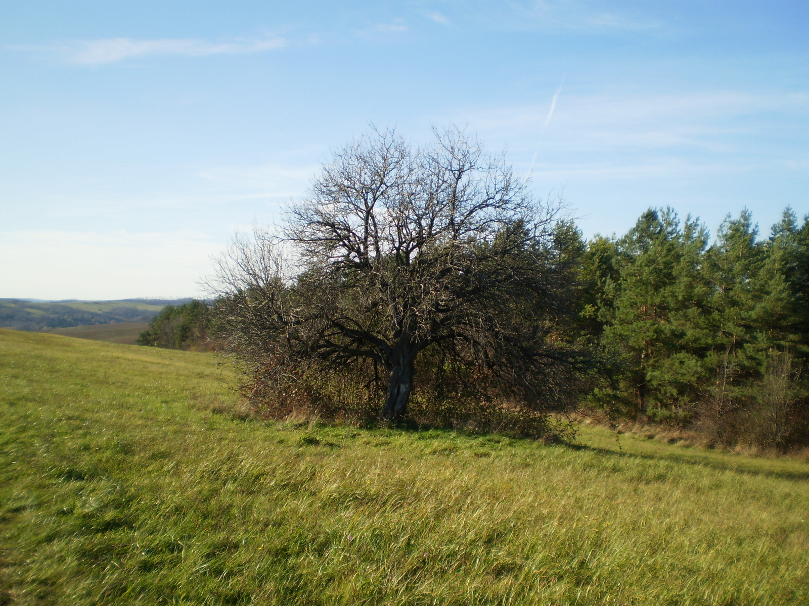 20101113 Orfűi sárkányok 157