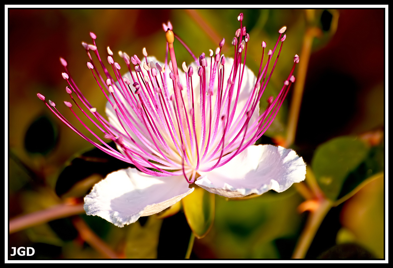 Capparis Spinosa filtered