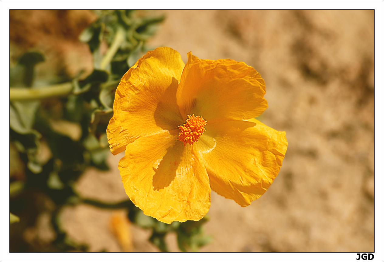 Glaucium flavum 1