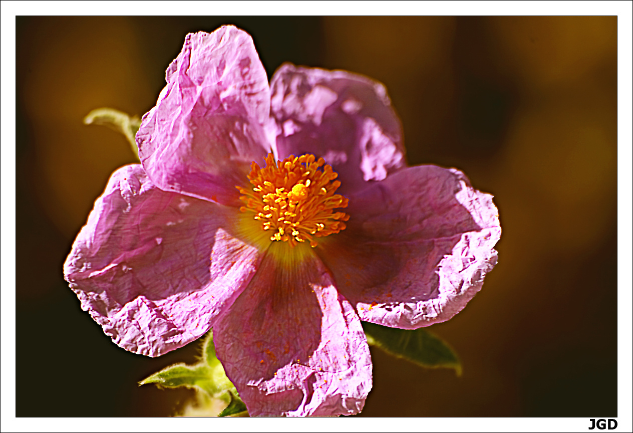 Cistus incanus