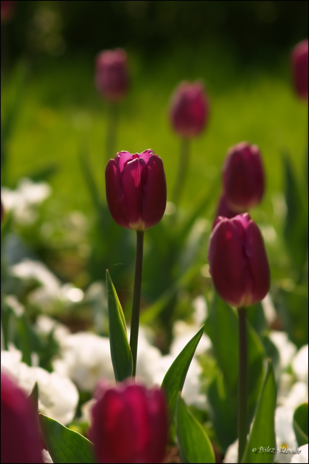 tulip (6)