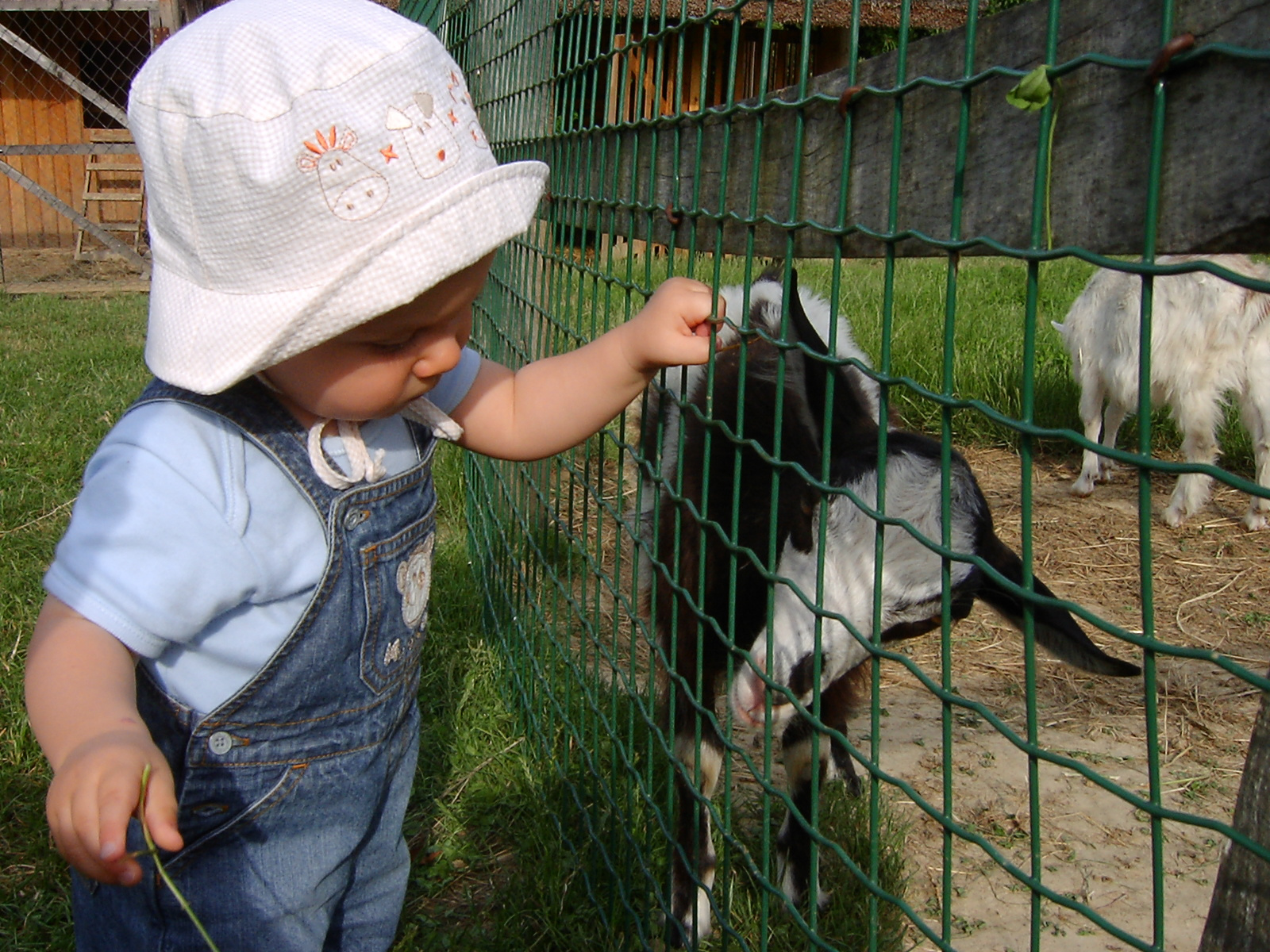 Kecskéket ketettem és jól meghúztam a bundájukat