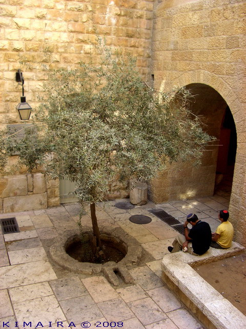 Jerusalem tree by kimaira