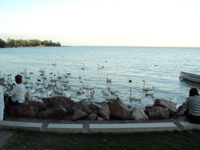 Balatonfüredi hattyúk tava