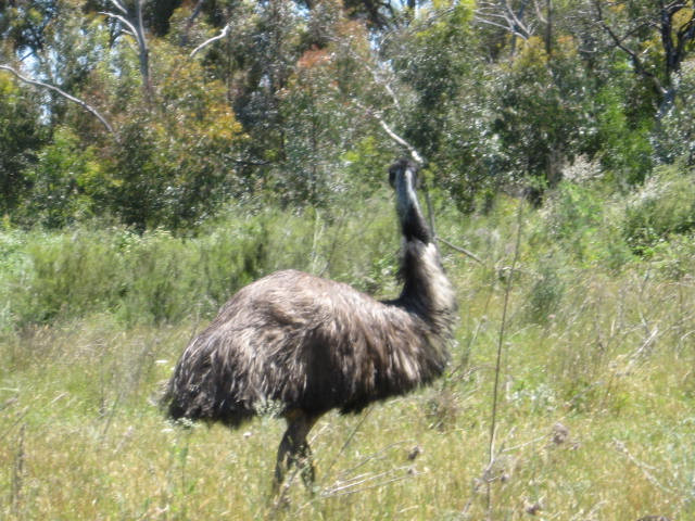 emu2