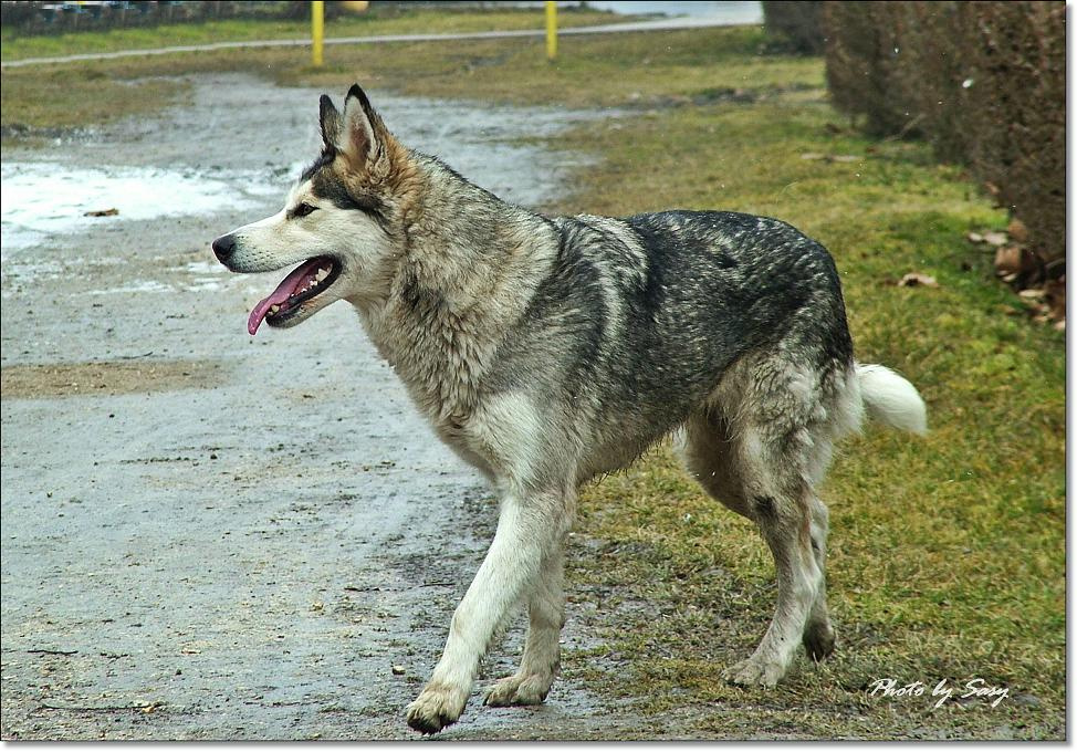 Szibériai husky