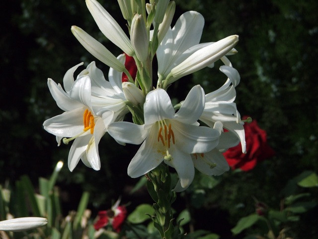 Fehér liliom/Lilium candidum