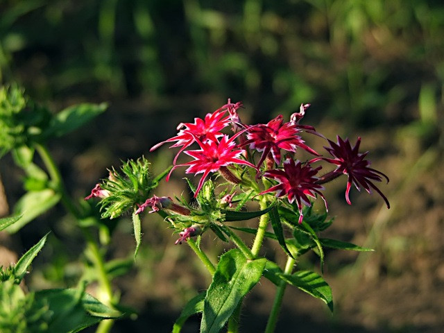 Lángvirág/PHLOX drummondii Twinkle Mixed