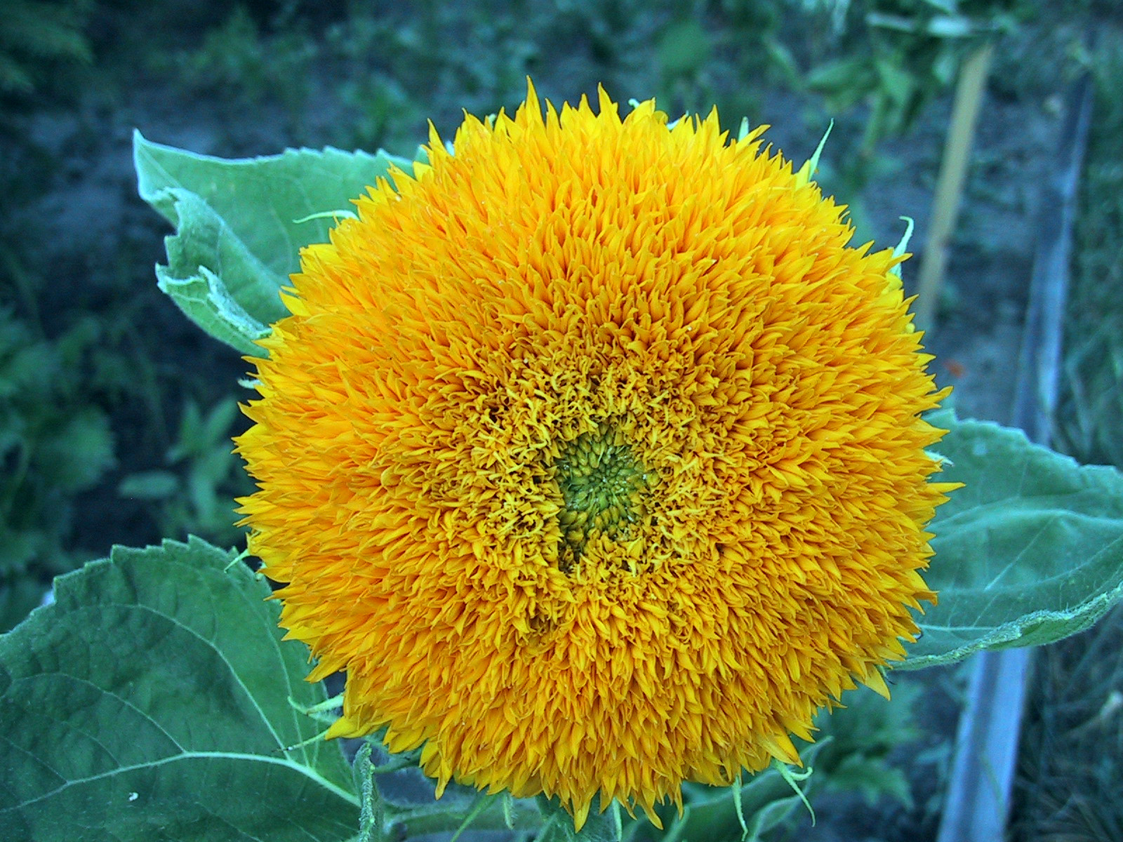 Tournesol/Napraforgó